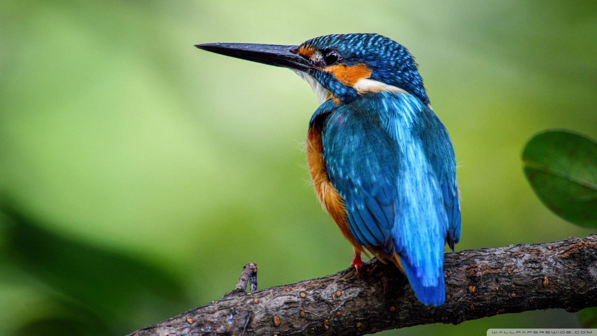 kingfisher wallpaper,bird,beak,coraciiformes,wildlife,bluebird