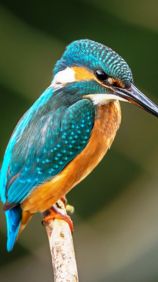 kingfisher wallpaper,bird,beak,coraciiformes