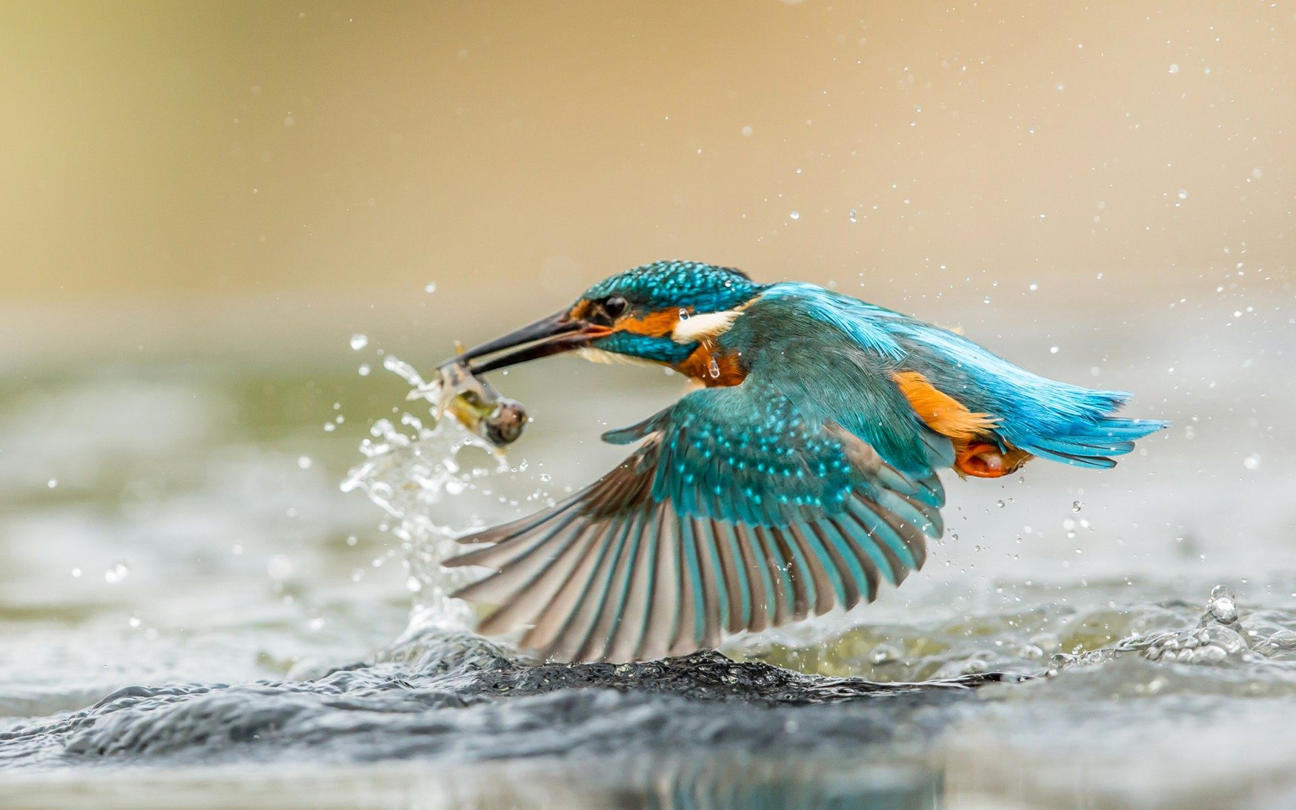 fondo de pantalla de martín pescador,pájaro,fauna silvestre,coraciiformes,pluma,ave acuática