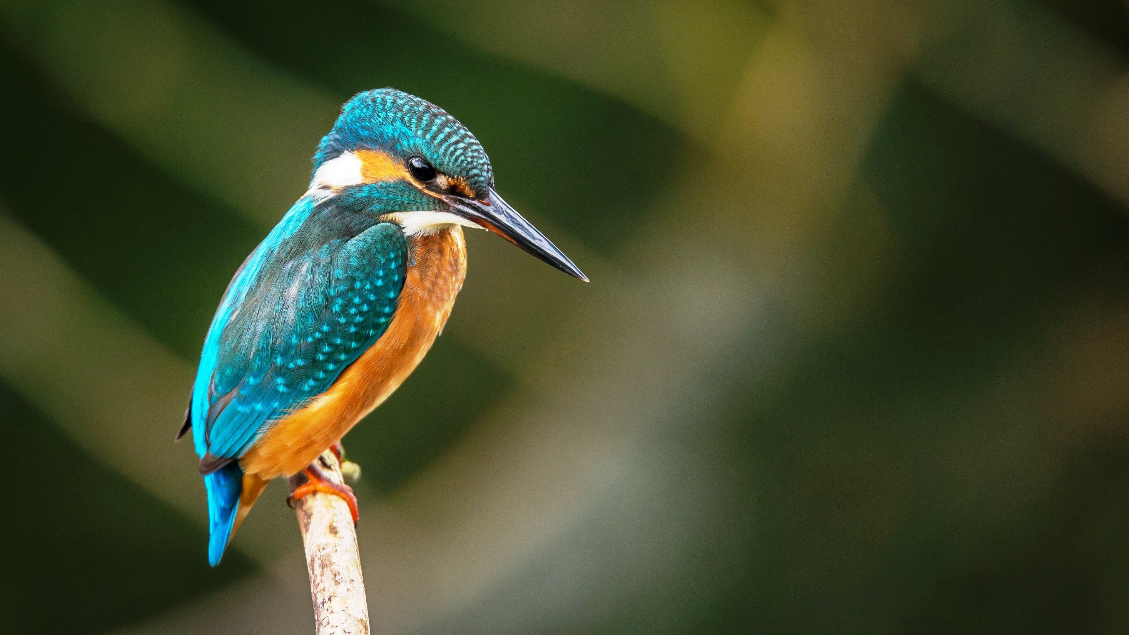 kingfisher wallpaper,bird,beak,nature,green heron,wildlife