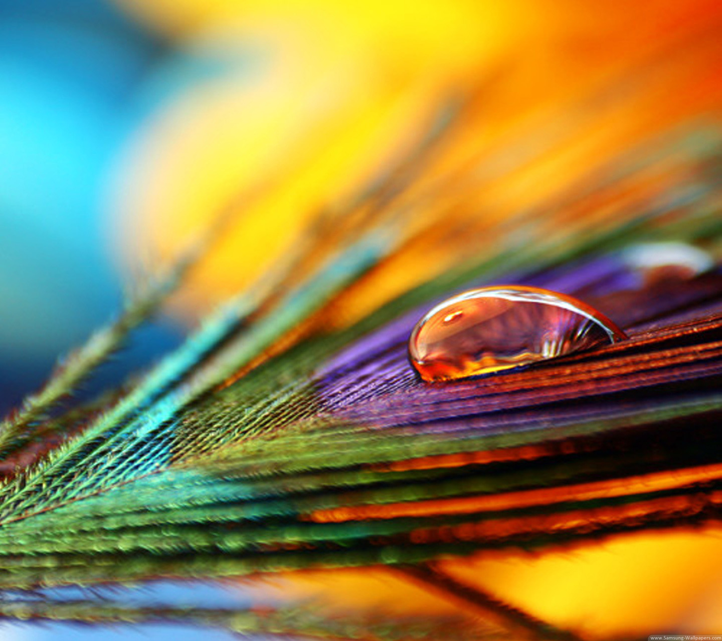 home screen wallpaper download,macro photography,close up,water,colorfulness,feather