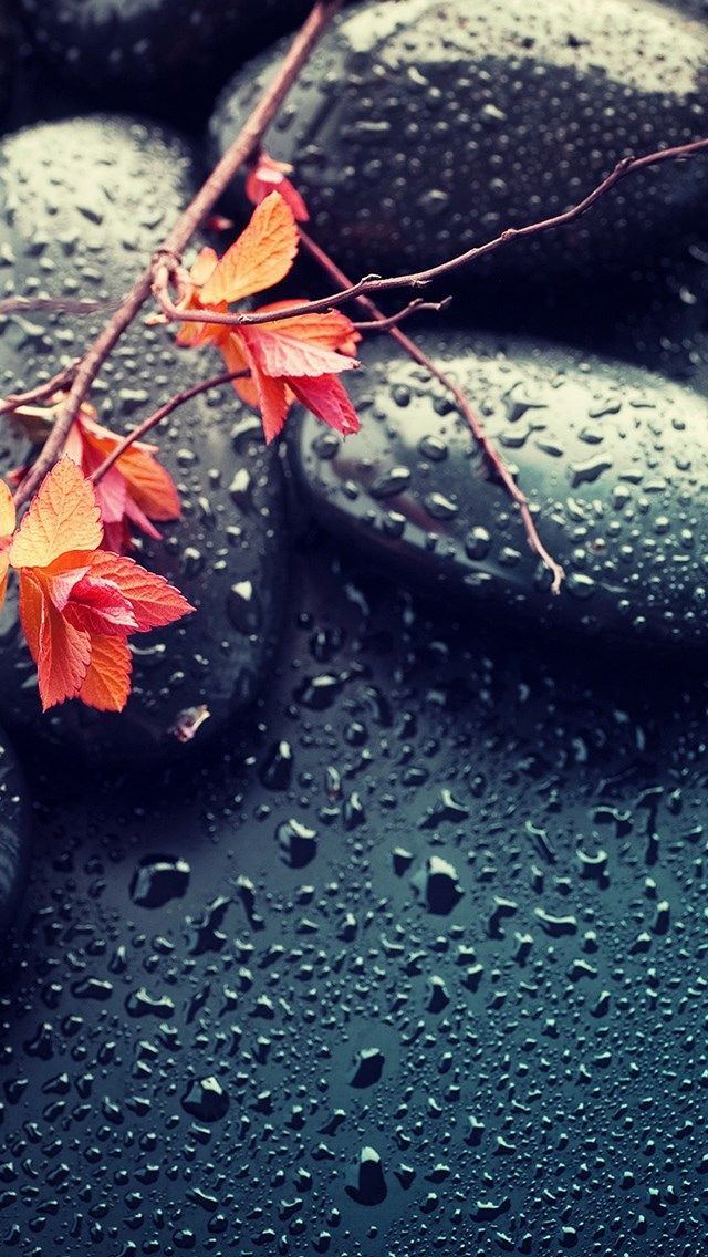 descarga del fondo de pantalla de la pantalla de inicio,agua,hoja,fotografía de naturaleza muerta,árbol,planta