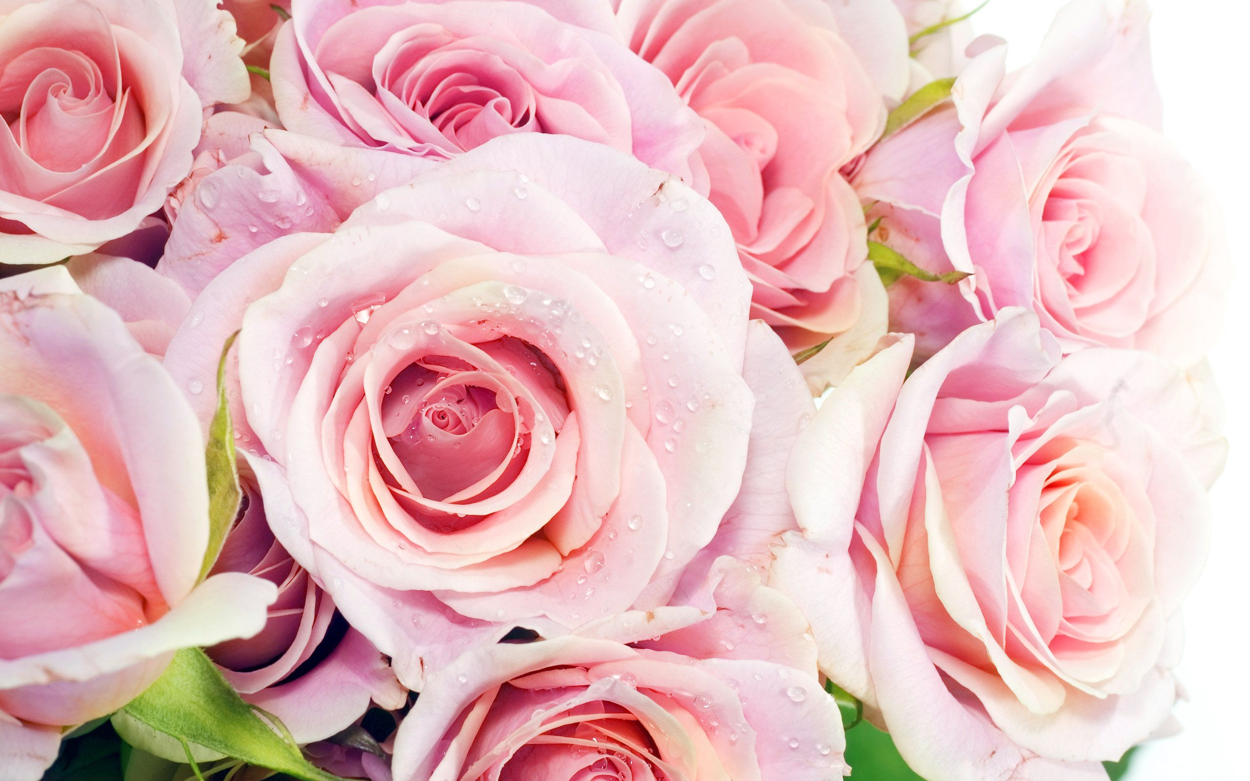 パルサー220 hd壁紙1080p,花,ローズ,庭のバラ,開花植物,ピンク
