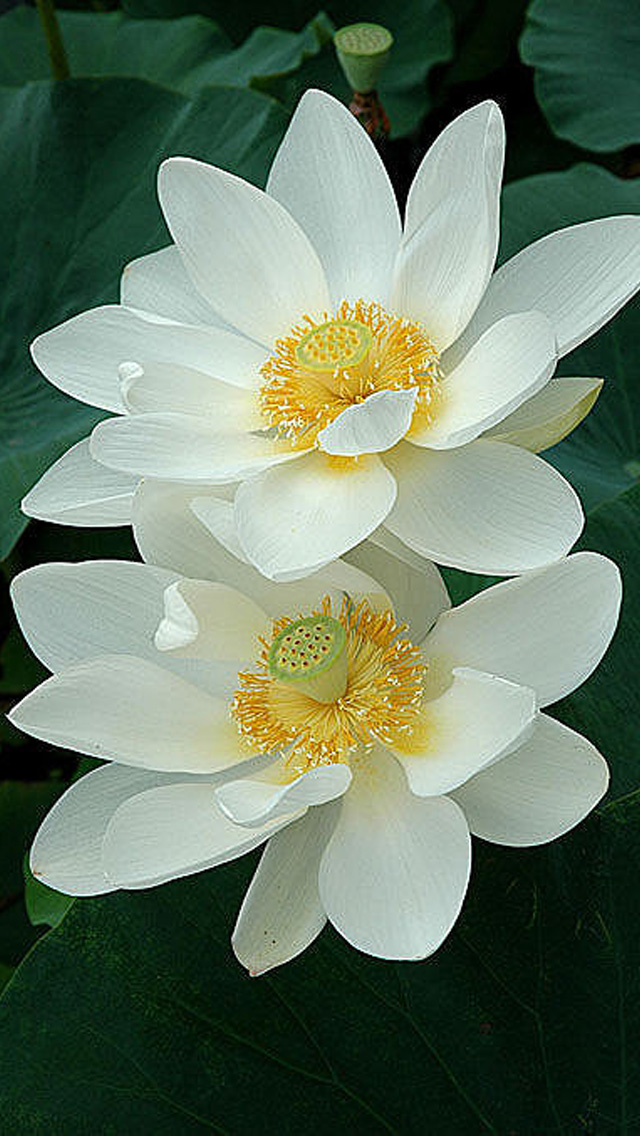 lotus flower iphone wallpaper,flower,fragrant white water lily,flowering plant,petal,aquatic plant
