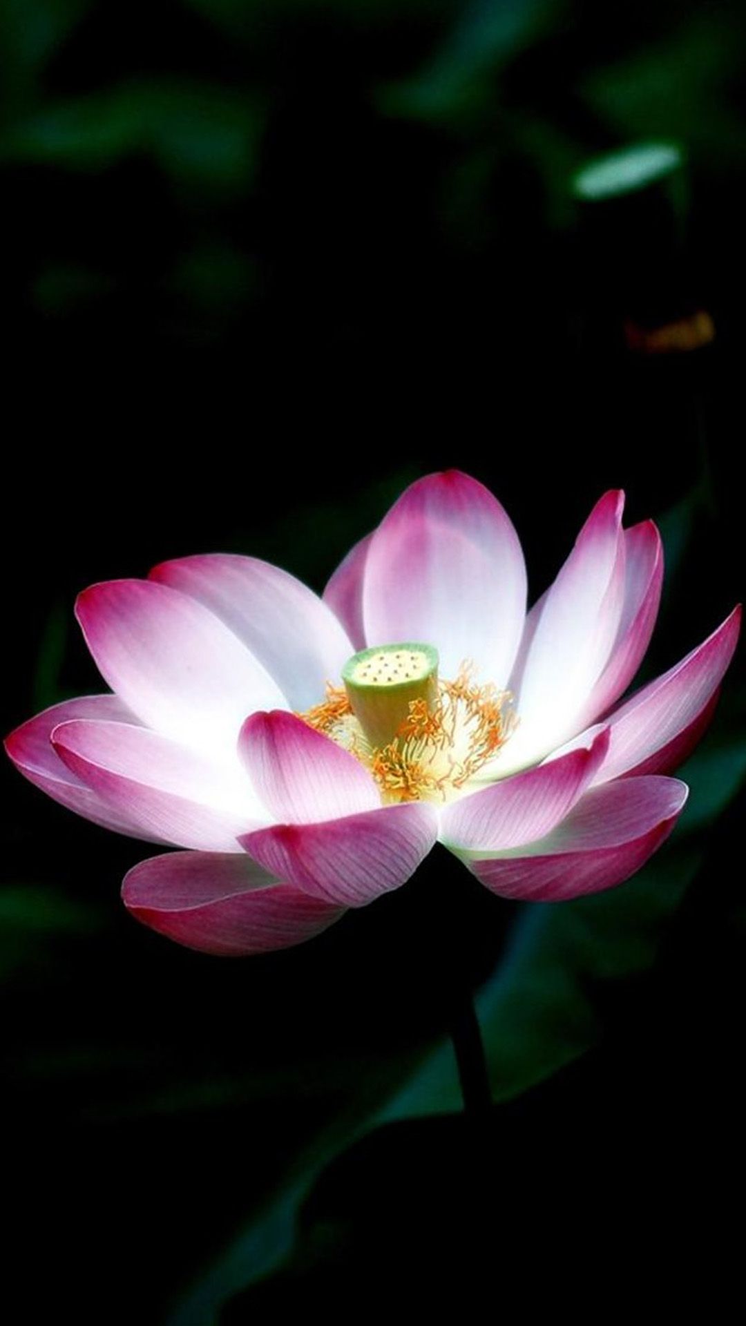lotus flower iphone wallpaper,flower,sacred lotus,petal,flowering plant,lotus