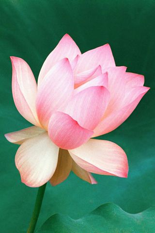 flor de loto fondo de pantalla para iphone,familia de loto,loto,loto sagrado,planta floreciendo,pétalo