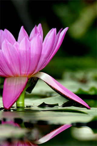 flor de loto fondo de pantalla para iphone,flor,planta floreciendo,pétalo,planta acuática,loto