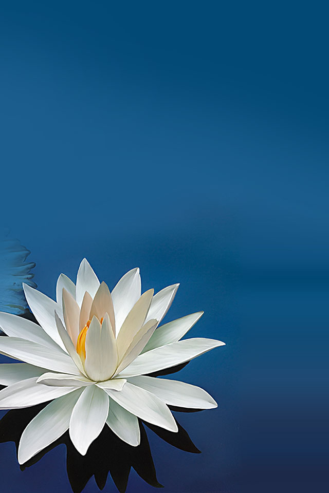 fond d'écran fleur de lotus iphone,nénuphar blanc parfumé,bleu,la nature,pétale,fleur