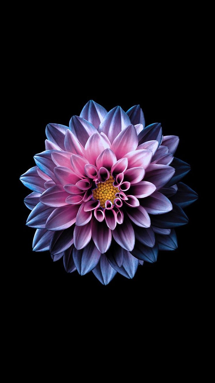 lotus flower iphone wallpaper,flower,petal,pink,dahlia,plant