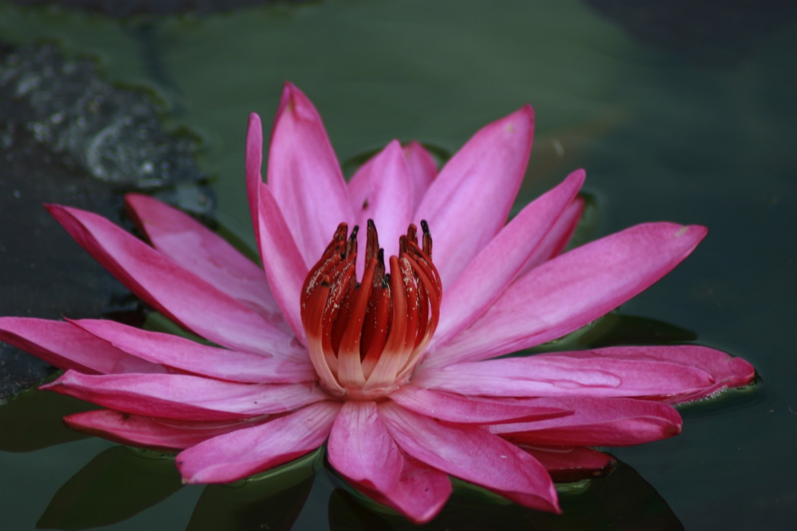 lotus flower iphone wallpaper,flower,petal,flowering plant,aquatic plant,pink