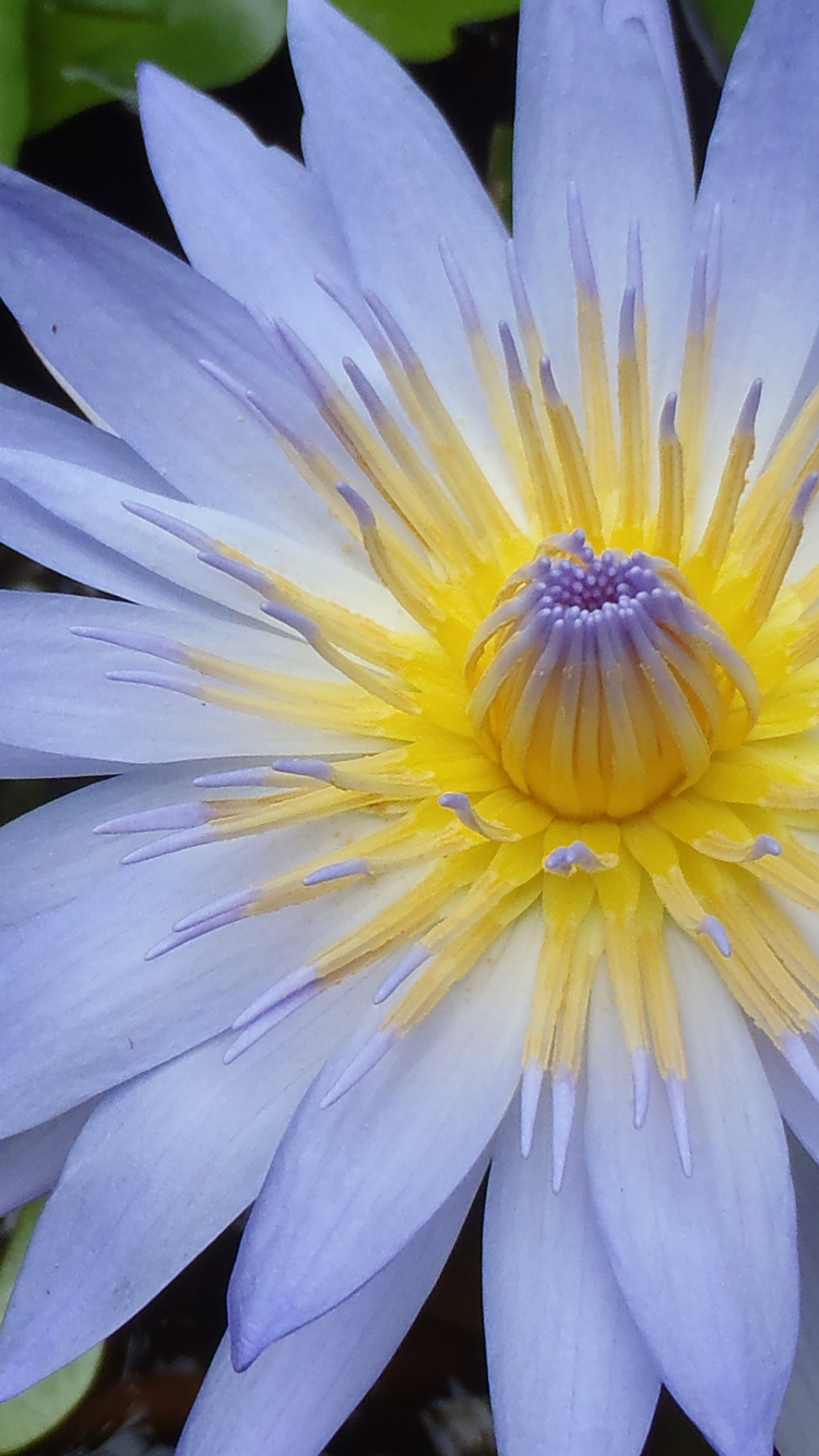 fond d'écran fleur de lotus iphone,fleur,plante à fleurs,pétale,nénuphar blanc parfumé,plante