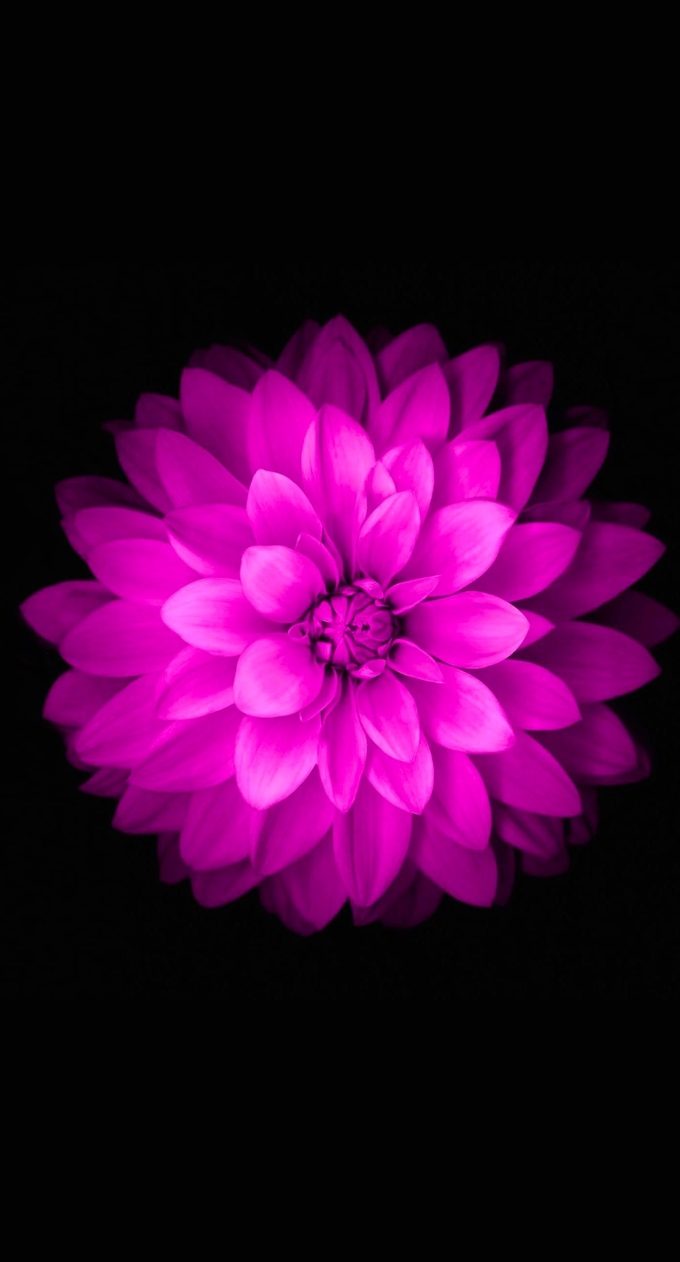 lotus flower iphone wallpaper,petal,pink,violet,flower,purple