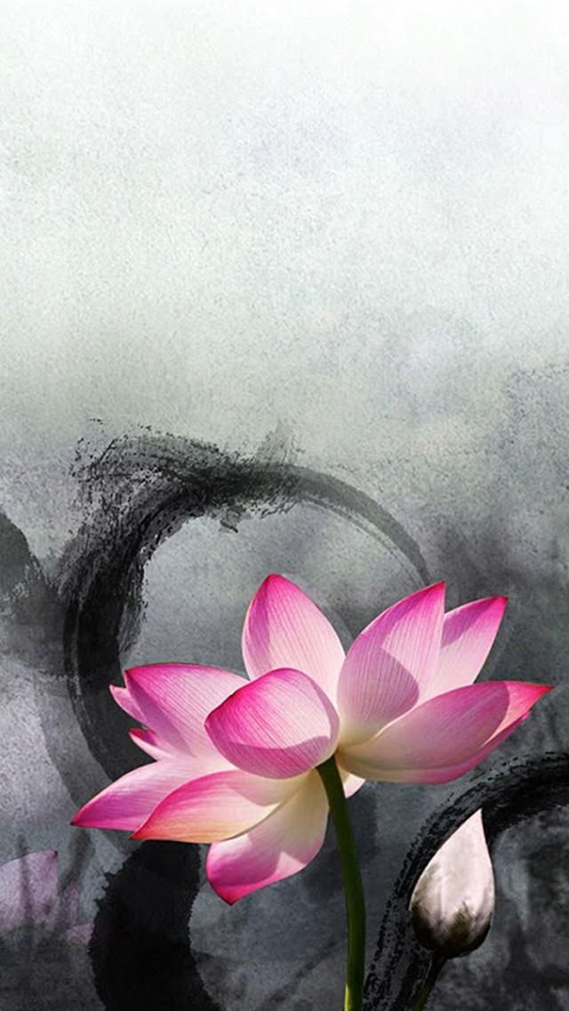 flor de loto fondo de pantalla para iphone,pétalo,rosado,naturaleza,flor,planta acuática