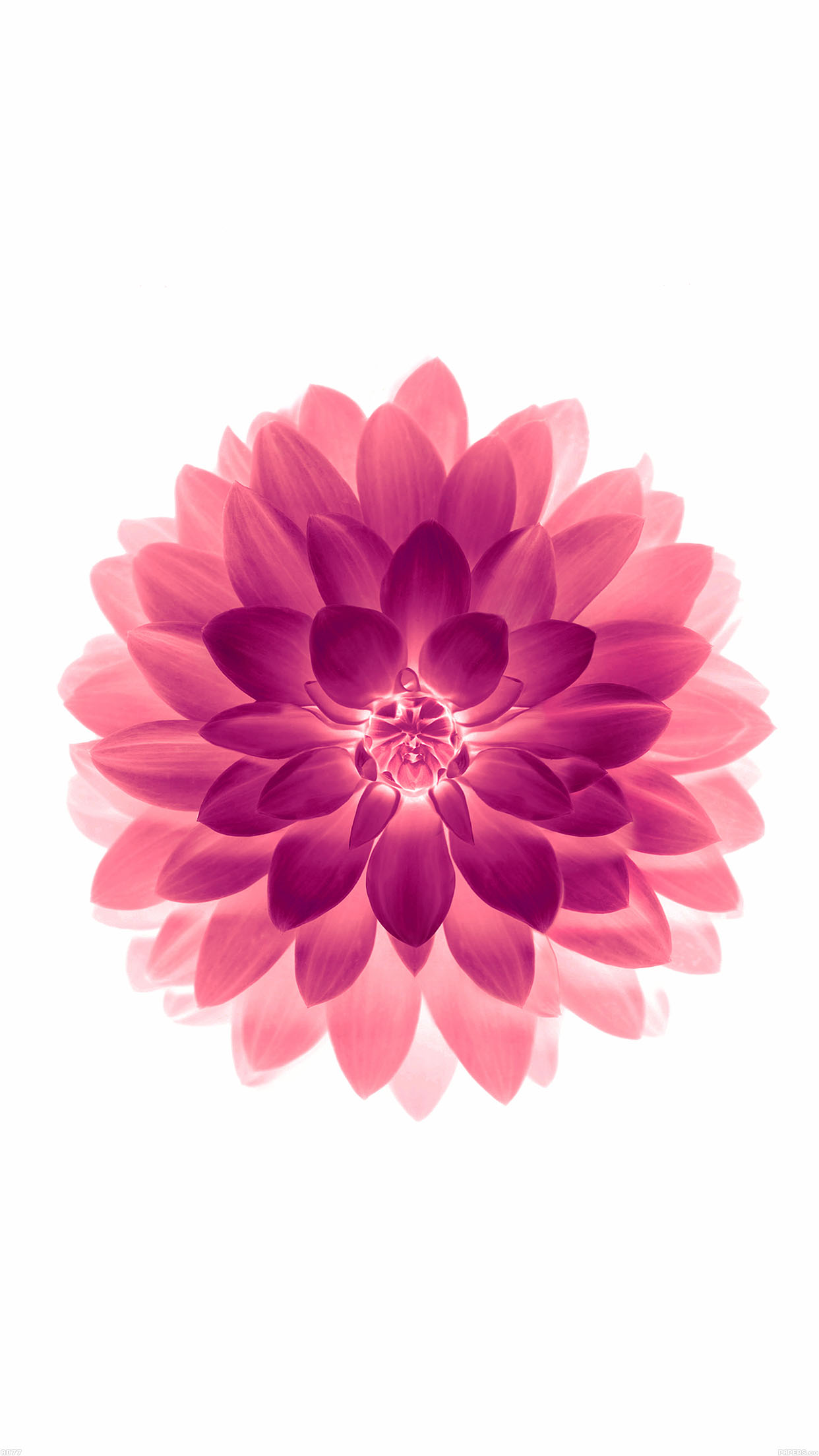 lotus flower iphone wallpaper,pink,petal,flower,dahlia,plant