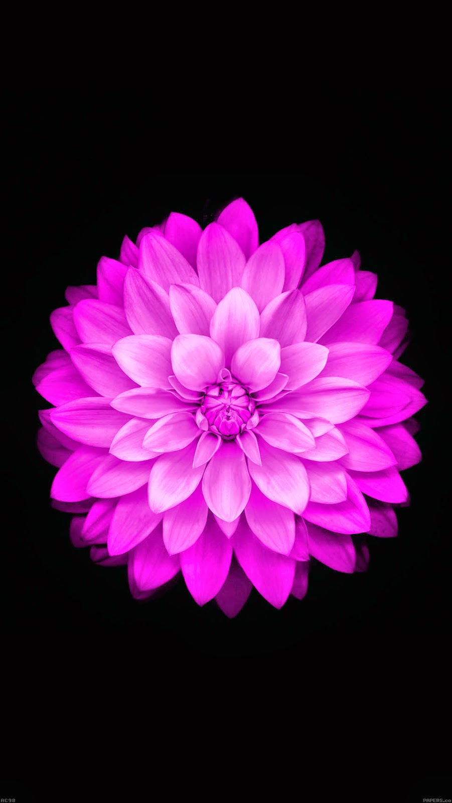 flor de loto fondo de pantalla para iphone,pétalo,rosado,violeta,flor,dalia