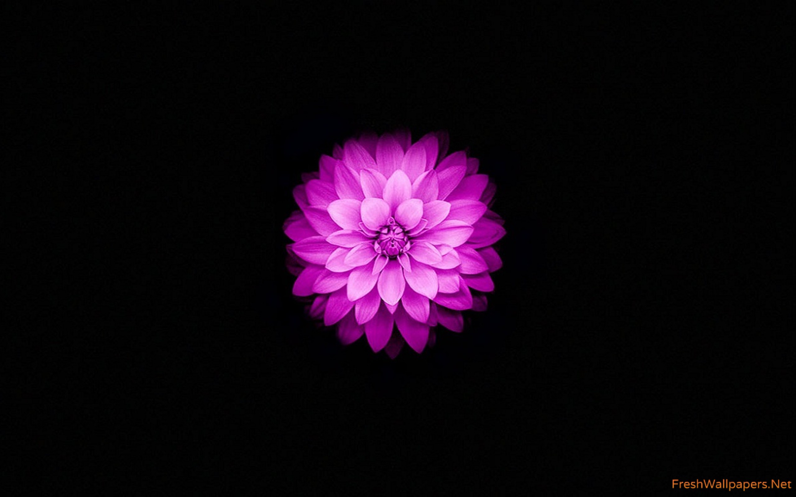 lotus flower iphone wallpaper,pink,petal,violet,purple,flower