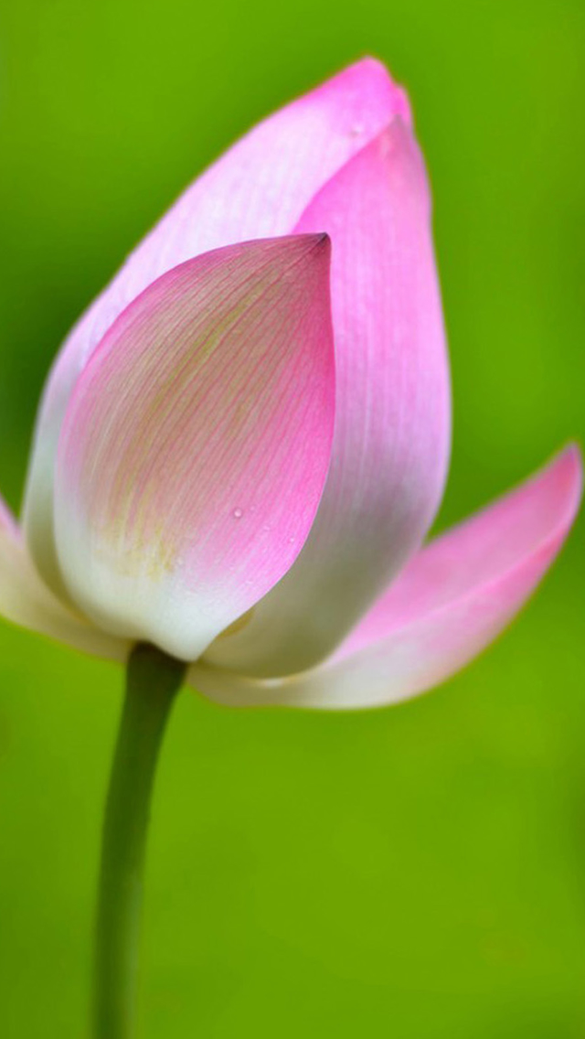 蓮の花iphoneの壁紙,花,開花植物,花弁,工場,ピンク