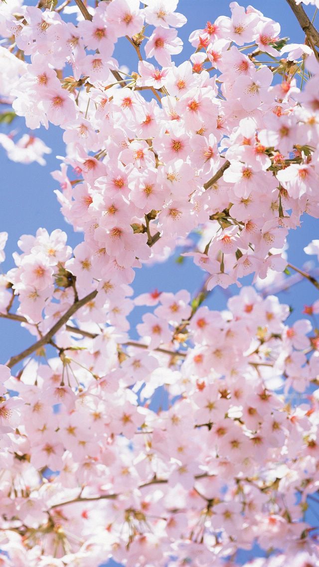 lotus flower iphone wallpaper,flower,blossom,cherry blossom,spring,plant
