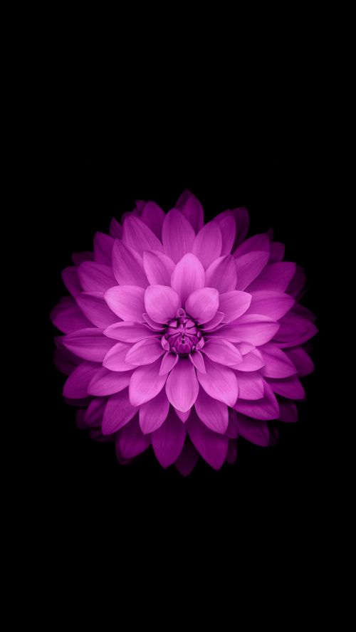 flor de loto fondo de pantalla para iphone,rosado,pétalo,violeta,púrpura,dalia