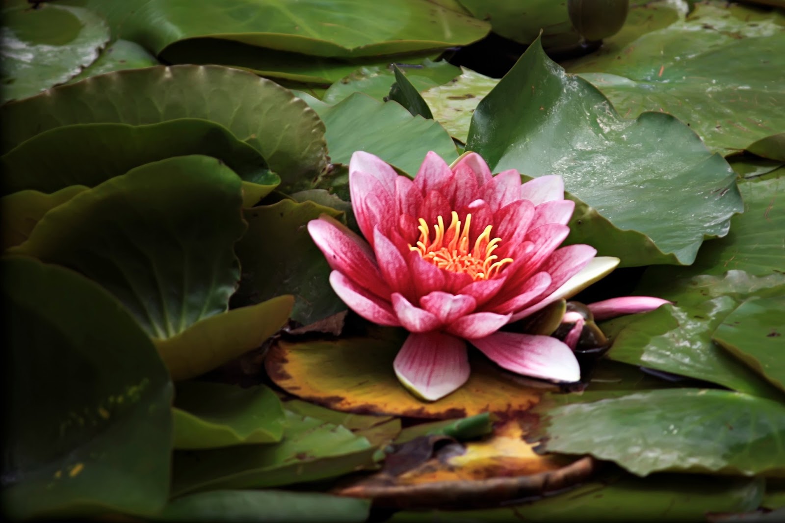 fond d'écran fleur de lotus iphone,fleur,plante à fleurs,plante aquatique,plante,pétale