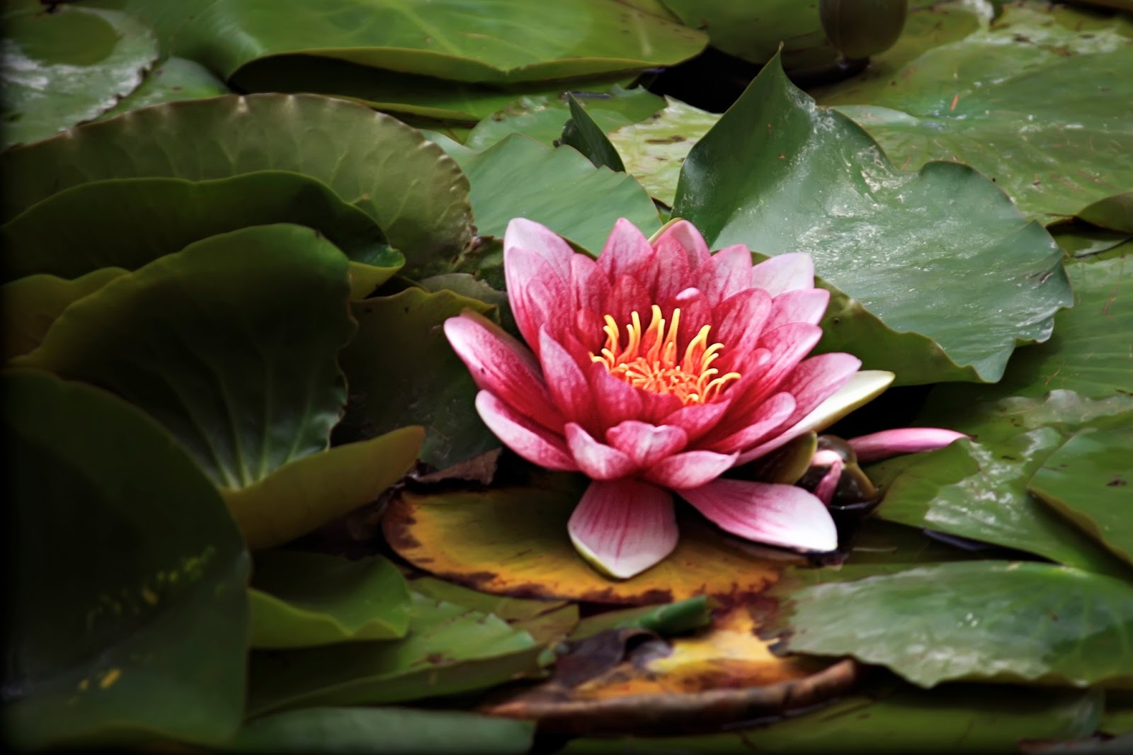 蓮の花iphoneの壁紙,花,開花植物,水生植物,工場,花弁