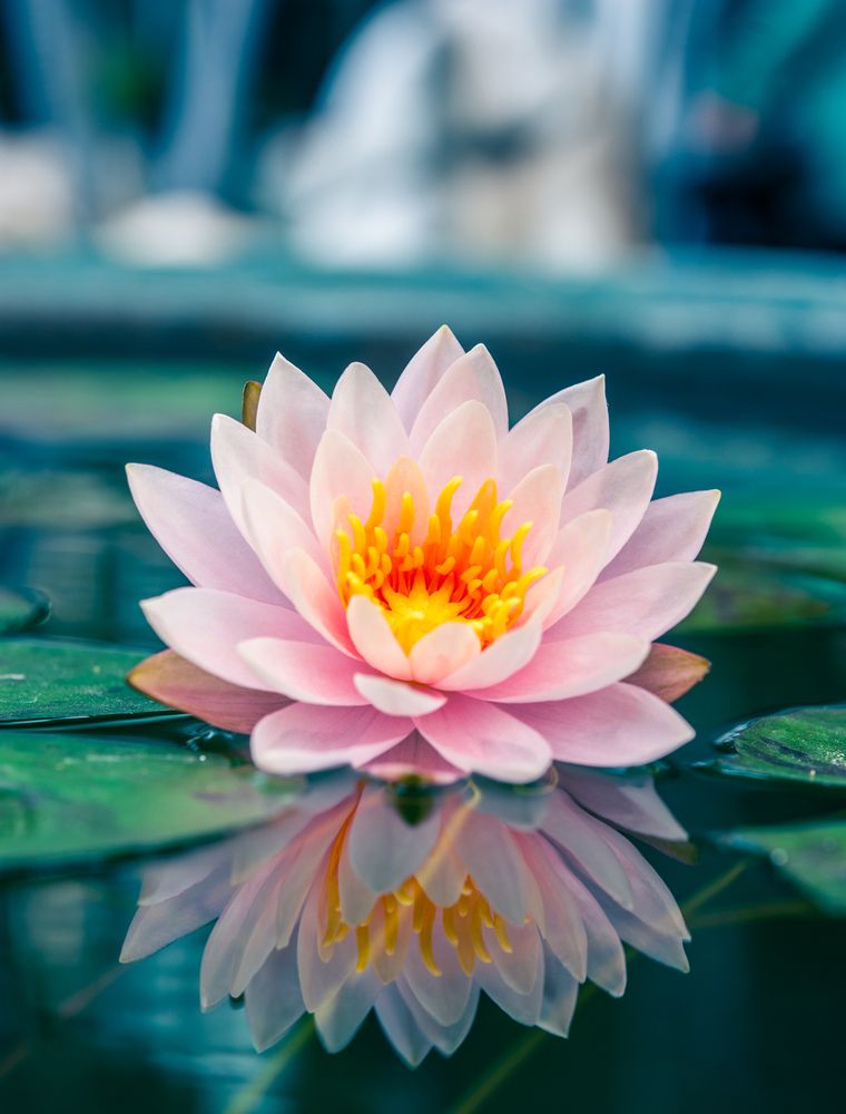 lotus flower iphone wallpaper,flower,fragrant white water lily,petal,aquatic plant,pink