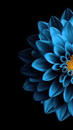 flor de loto fondo de pantalla para iphone,azul,pétalo,flor,amarillo,planta