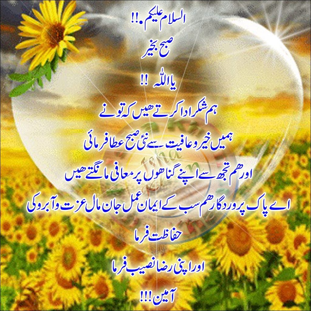 subha bakhair wallpaper,mayweed,chamomile,flower,morning,yellow