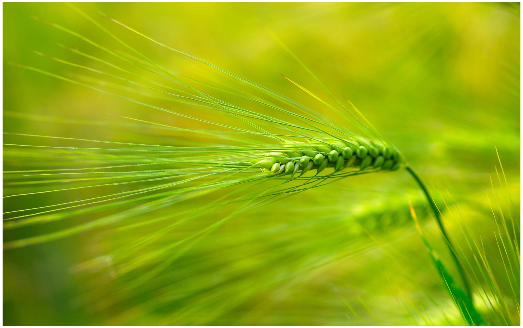subha bakhair fondo de pantalla,verde,naturaleza,césped,planta,familia de la hierba