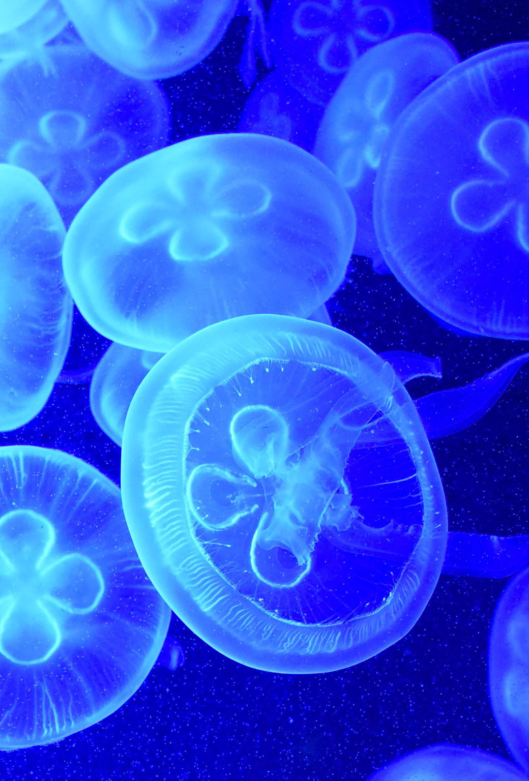 sfondi dalla ortografia alla z,blu,medusa,blu elettrico,acqua,cnidaria