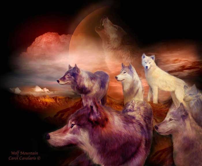 a bis z rechtschreibung wallpaper,wolf,tierwelt,wolfshund,roter wolf,tschechoslowakischer wolfshund
