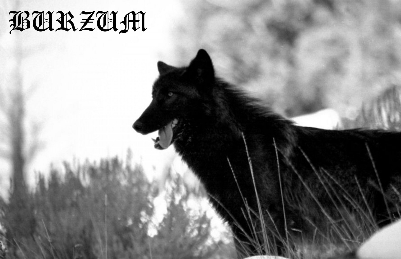 burzum wallpaper,vertebrate,mammal,dog,canidae,dog breed