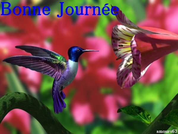 carta da parati bon bon,colibrì,uccello,pianta,fiore,colibrì gola rubino