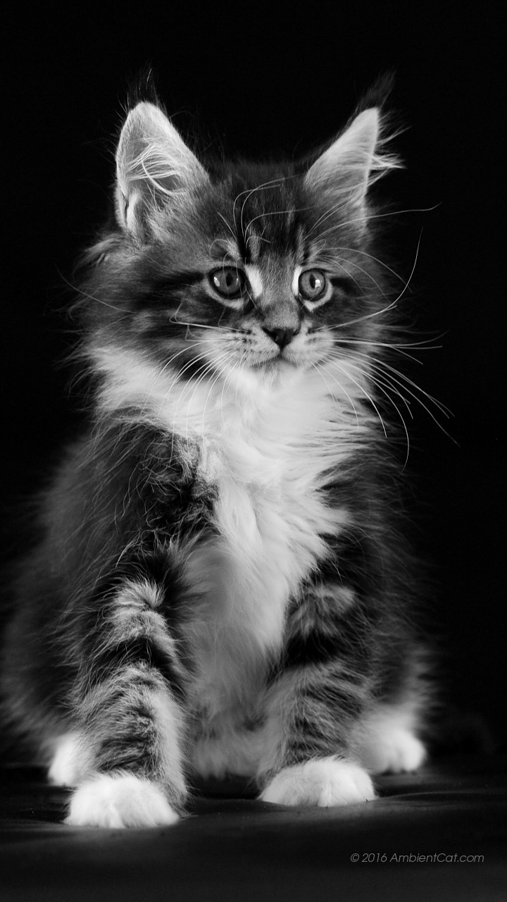 fond d'écran samsung galaxy j3,chat,chats de petite à moyenne taille,félidés,moustaches,noir et blanc