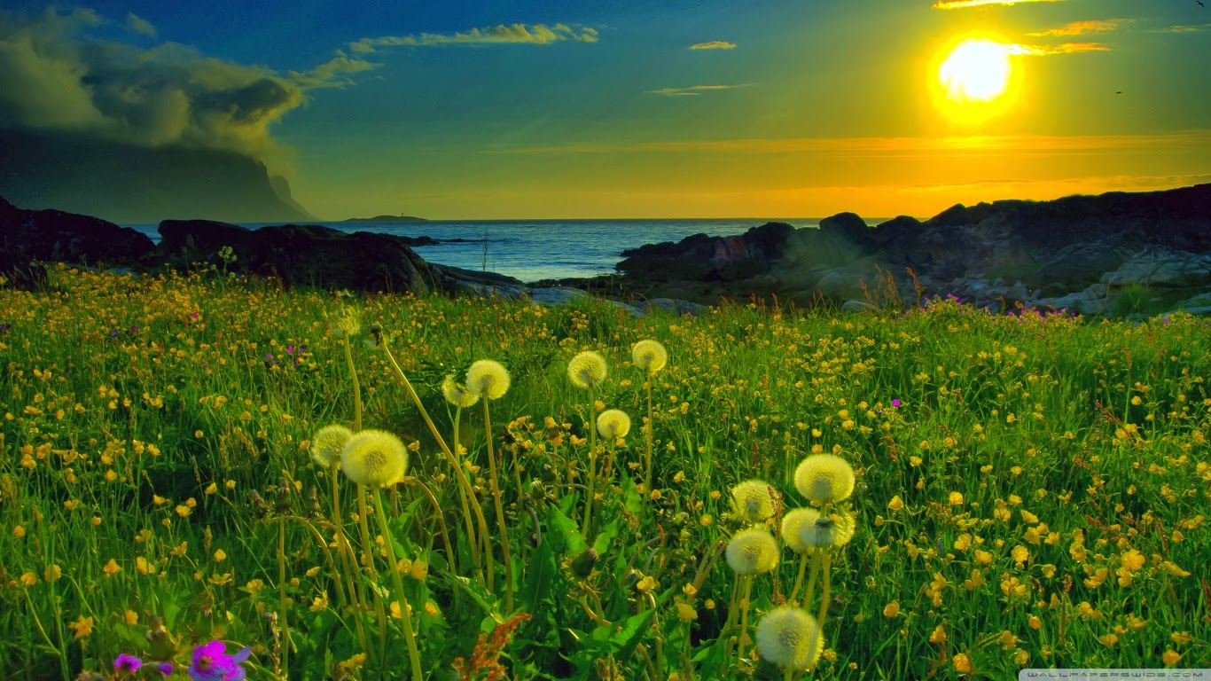 fond d'écran hd gratuit,paysage naturel,la nature,prairie,ciel,jaune