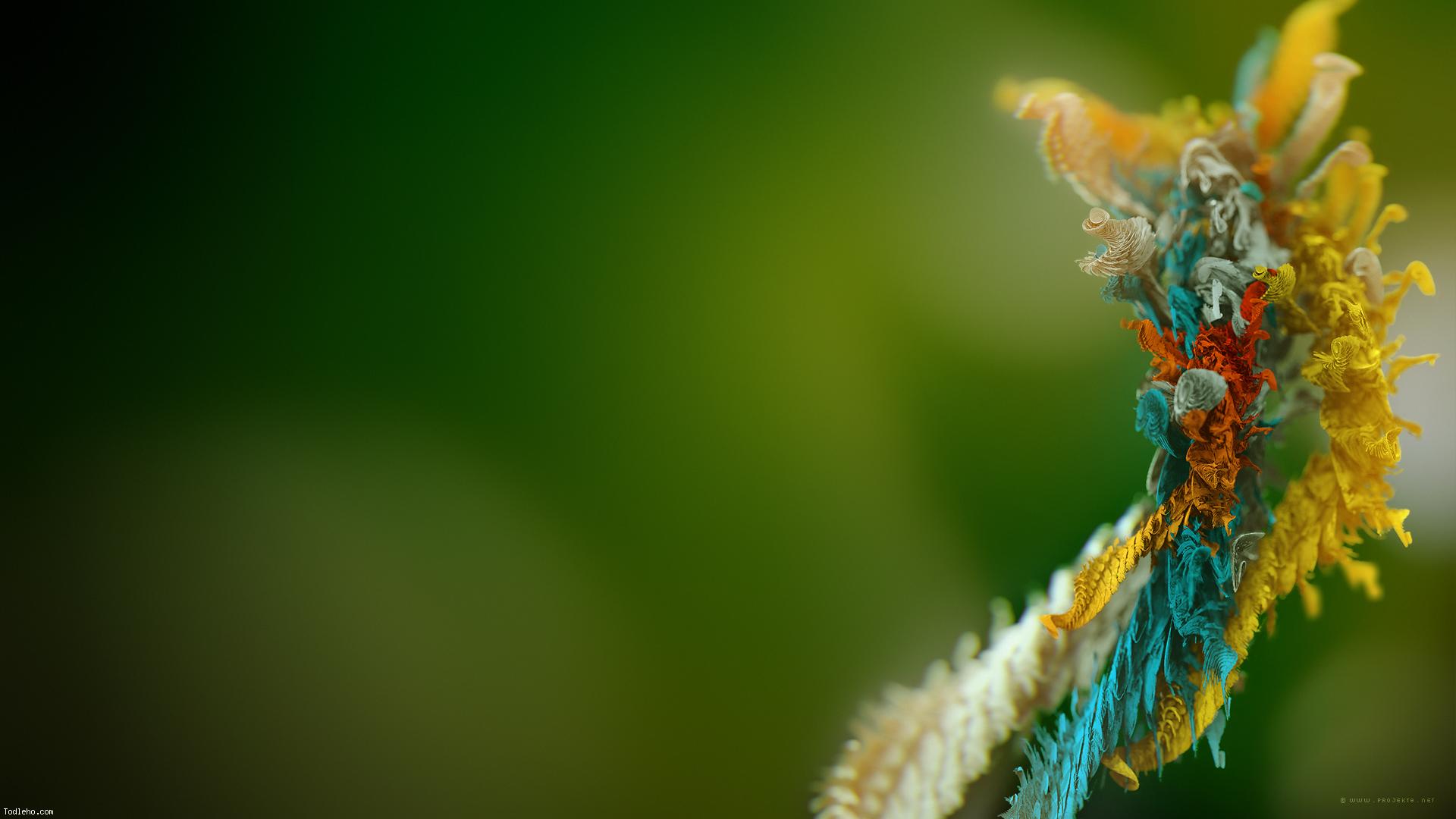 dini wallpaper,macro photography,nature,green,close up,leaf