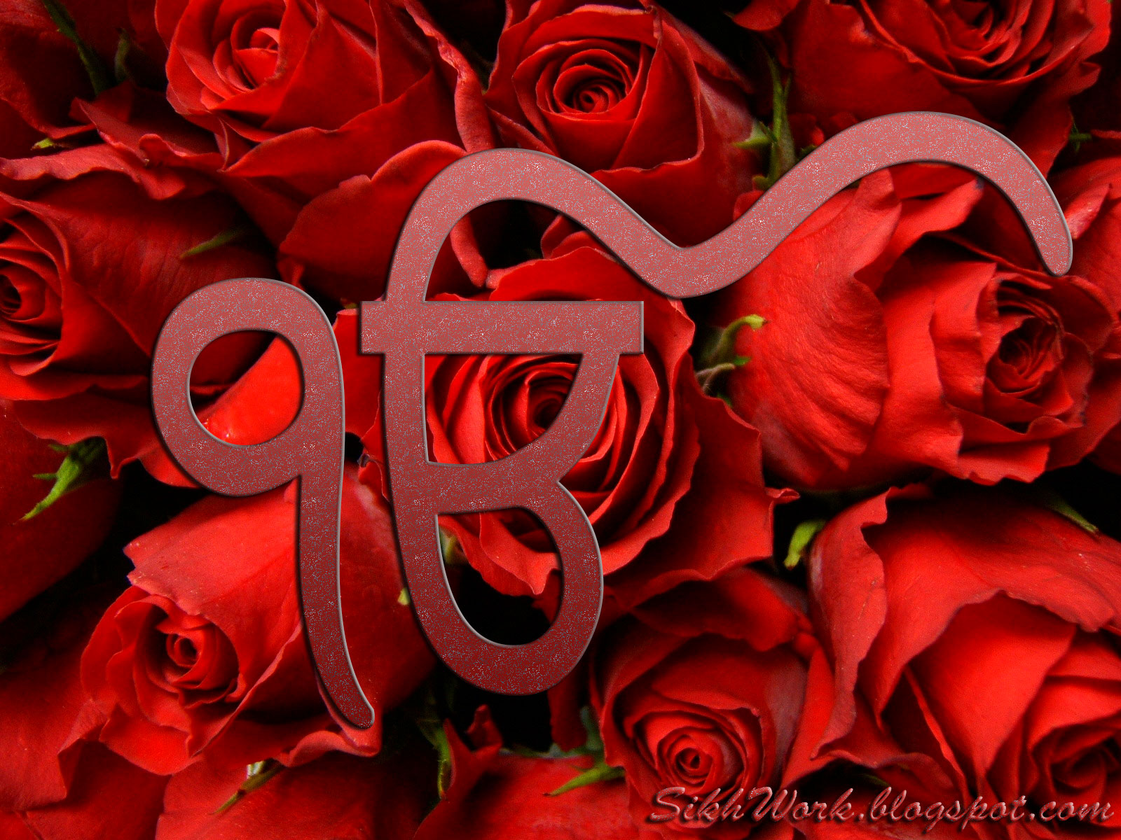 ek onkar wallpaper,gartenrosen,rot,rose,blume,blütenblatt