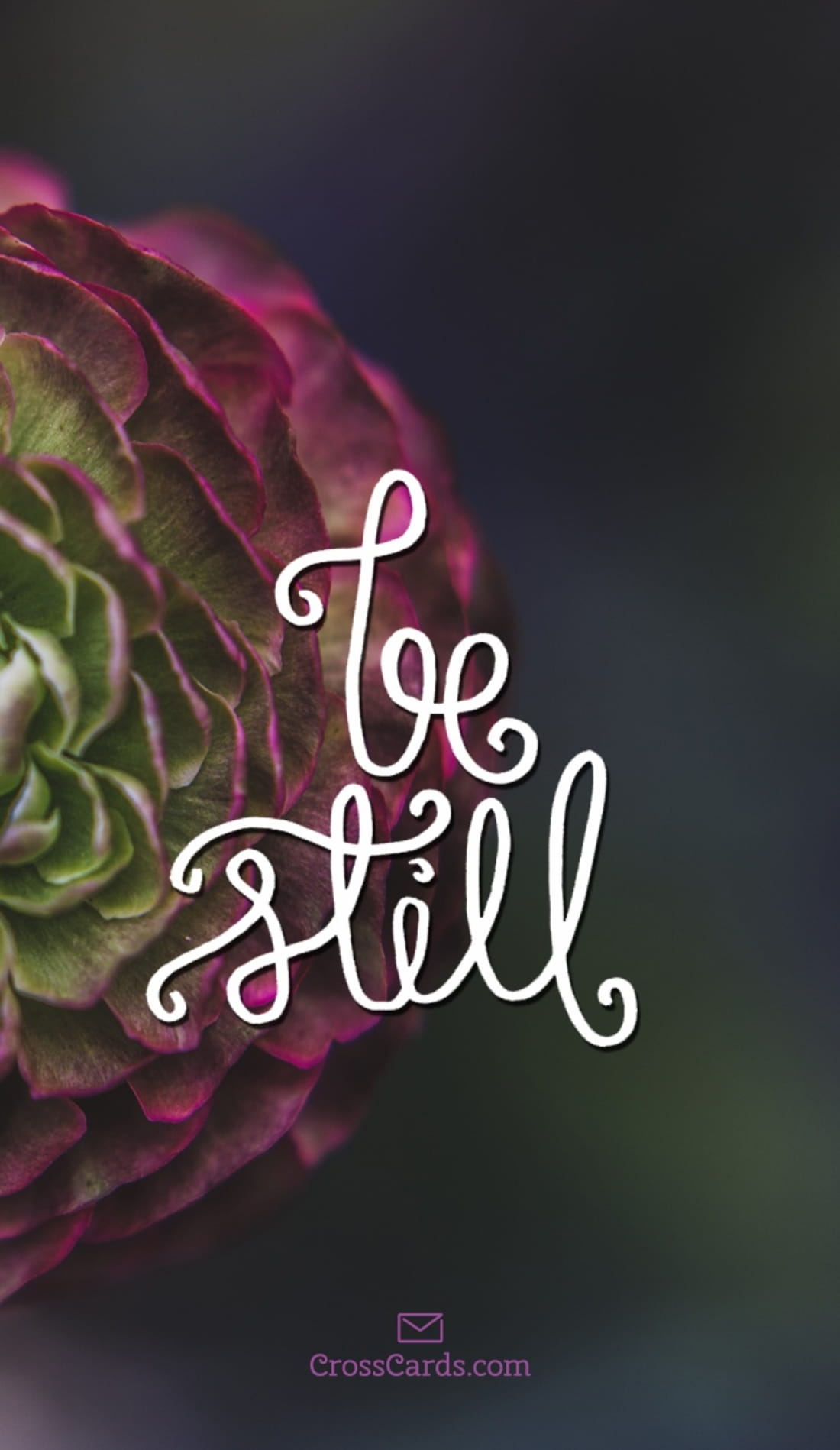 be still wallpaper,text,font,pink,graphic design,plant