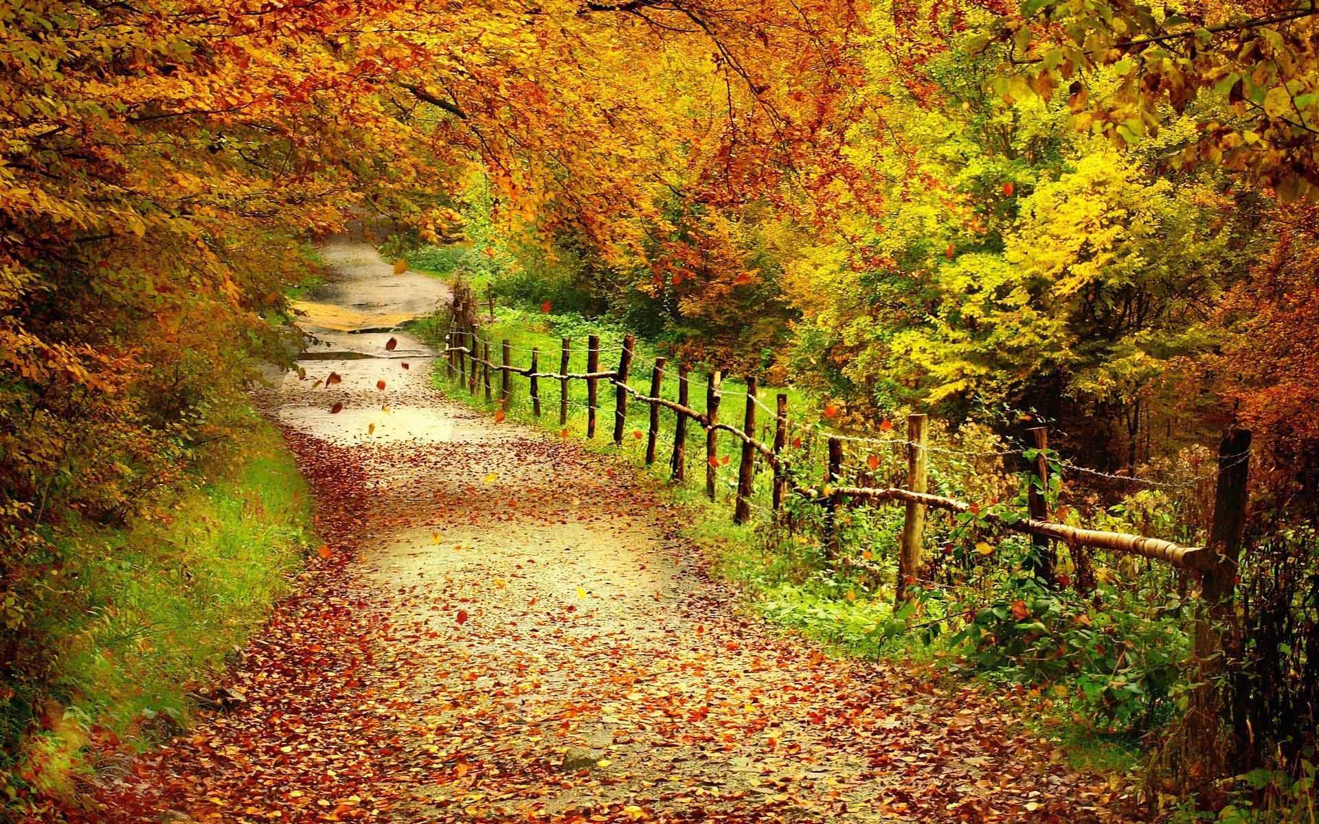 camino wallpaper,natural landscape,nature,tree,leaf,autumn