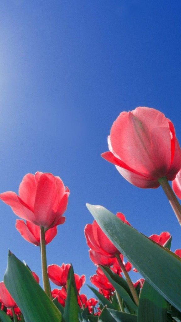 Flowers Wallpaper Hd For Mobile WallpaperUse