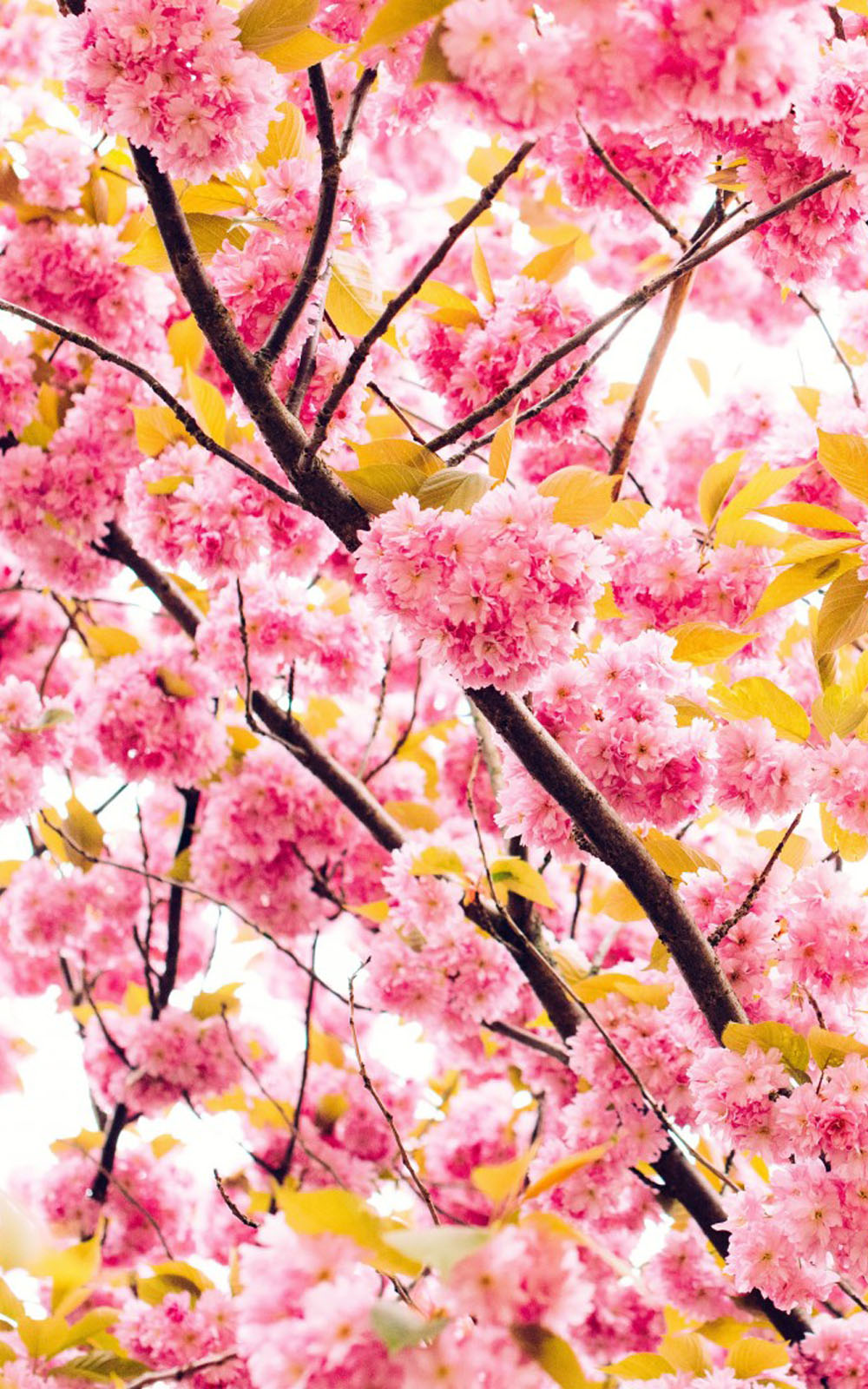 flowers wallpaper download for mobile,flower,blossom,cherry blossom,spring,plant
