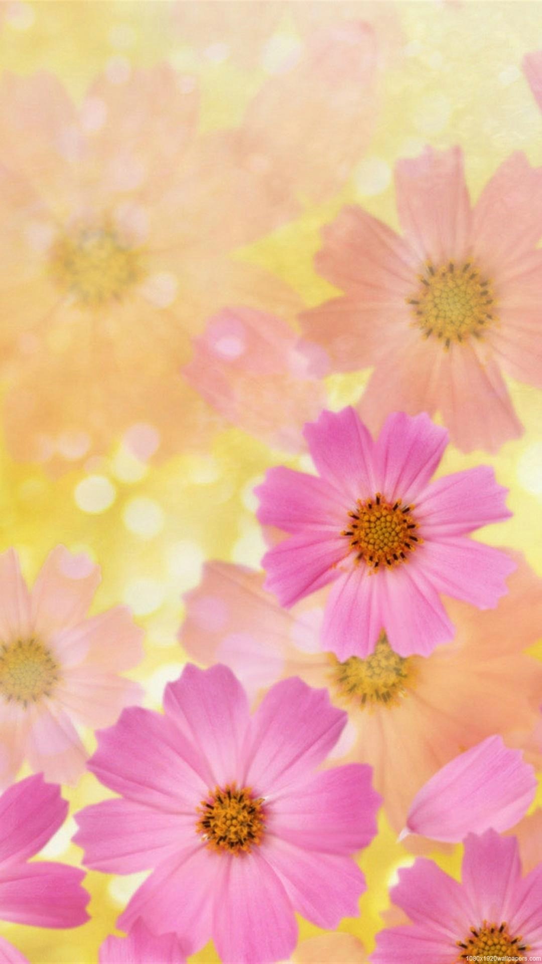 안드로이드를위한 꽃 벽지 hd,분홍,꽃,꽃잎,하늘,식물