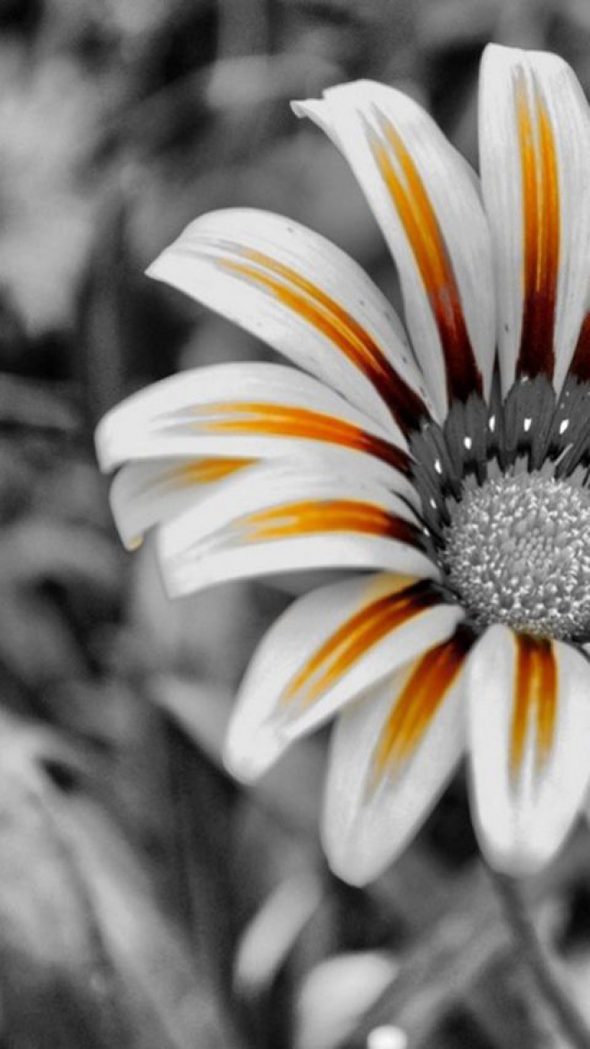 blumentapete hd für android,weiß,blütenblatt,blume,monochrome fotografie,schwarz und weiß