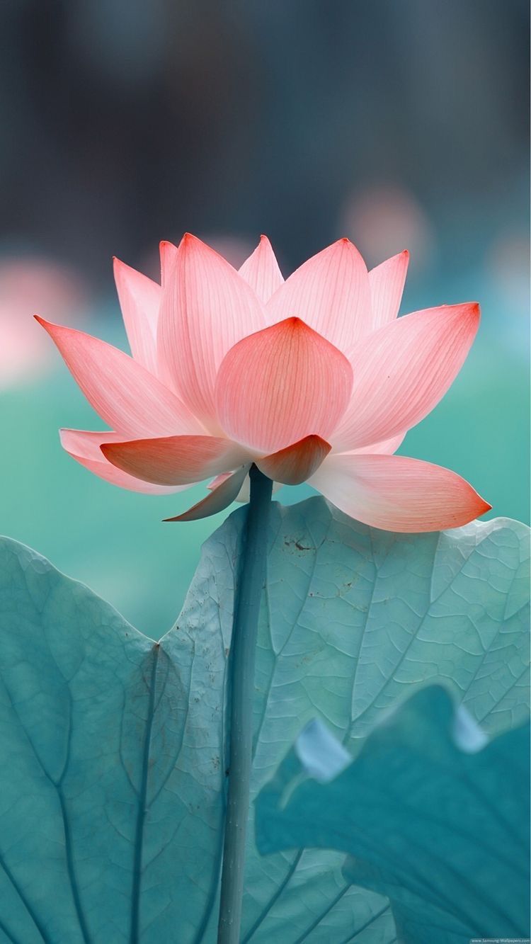flower wallpaper hd para android,familia de loto,loto sagrado,loto,pétalo,planta acuática