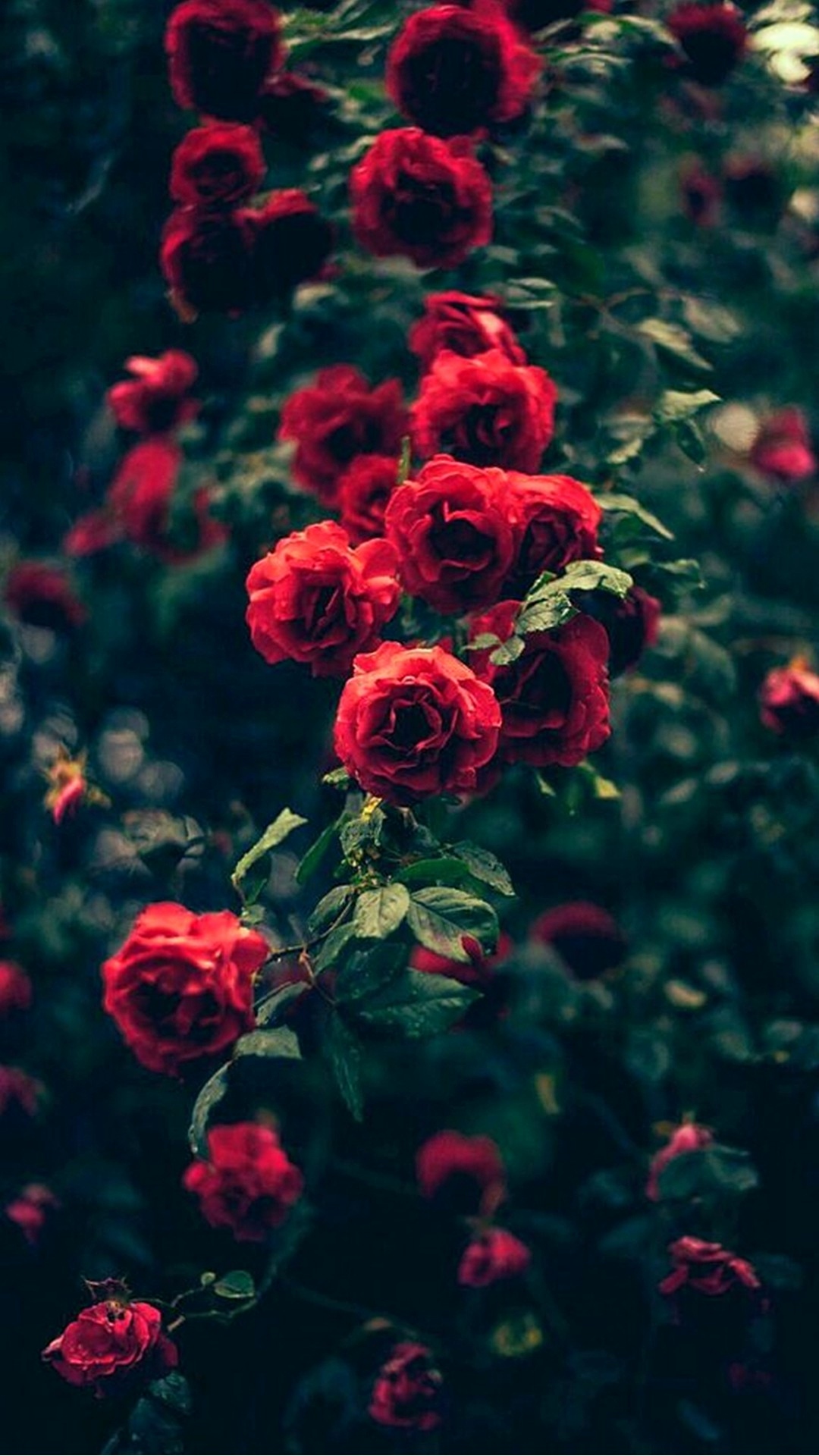 fiore sfondi hd per android,fiore,pianta fiorita,rosso,pianta,rose da giardino