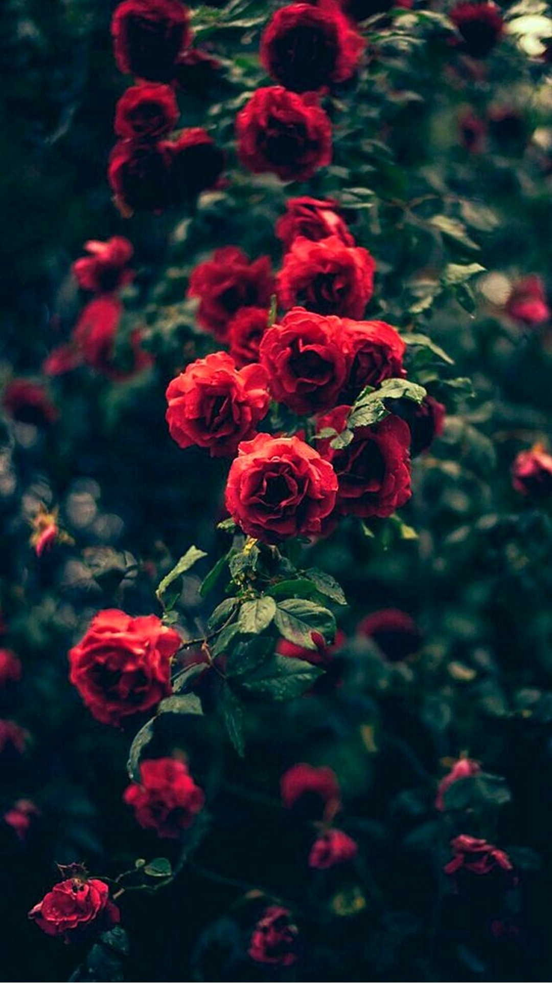 flower wallpaper hd for android,flower,flowering plant,red,plant,garden roses