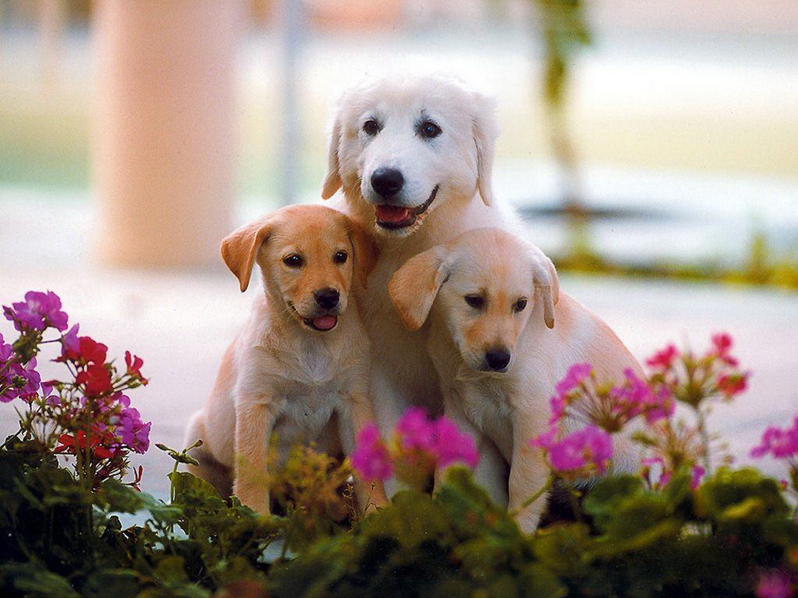 papier peint animaux mignons,chien,labrador retriever,golden retriever,chiot,chien de compagnie