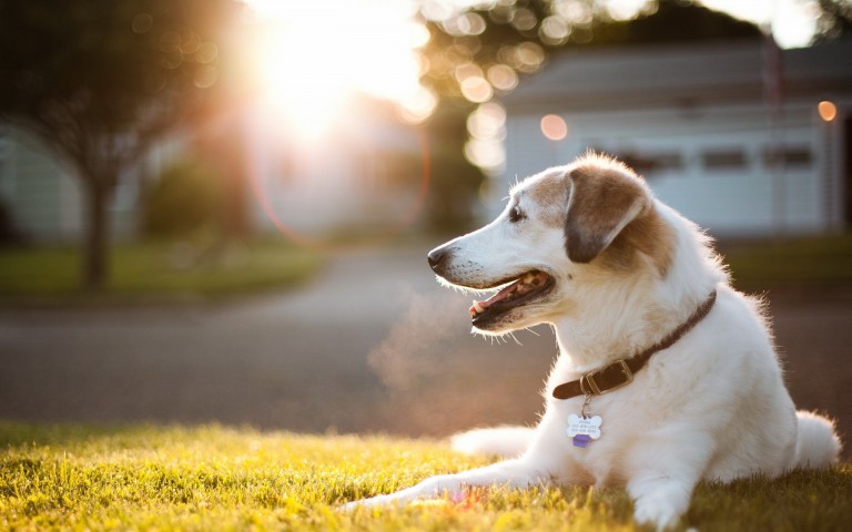 carta da parati simpatici animali domestici,cane,cane da compagnia,erba,grugno,gruppo sportivo