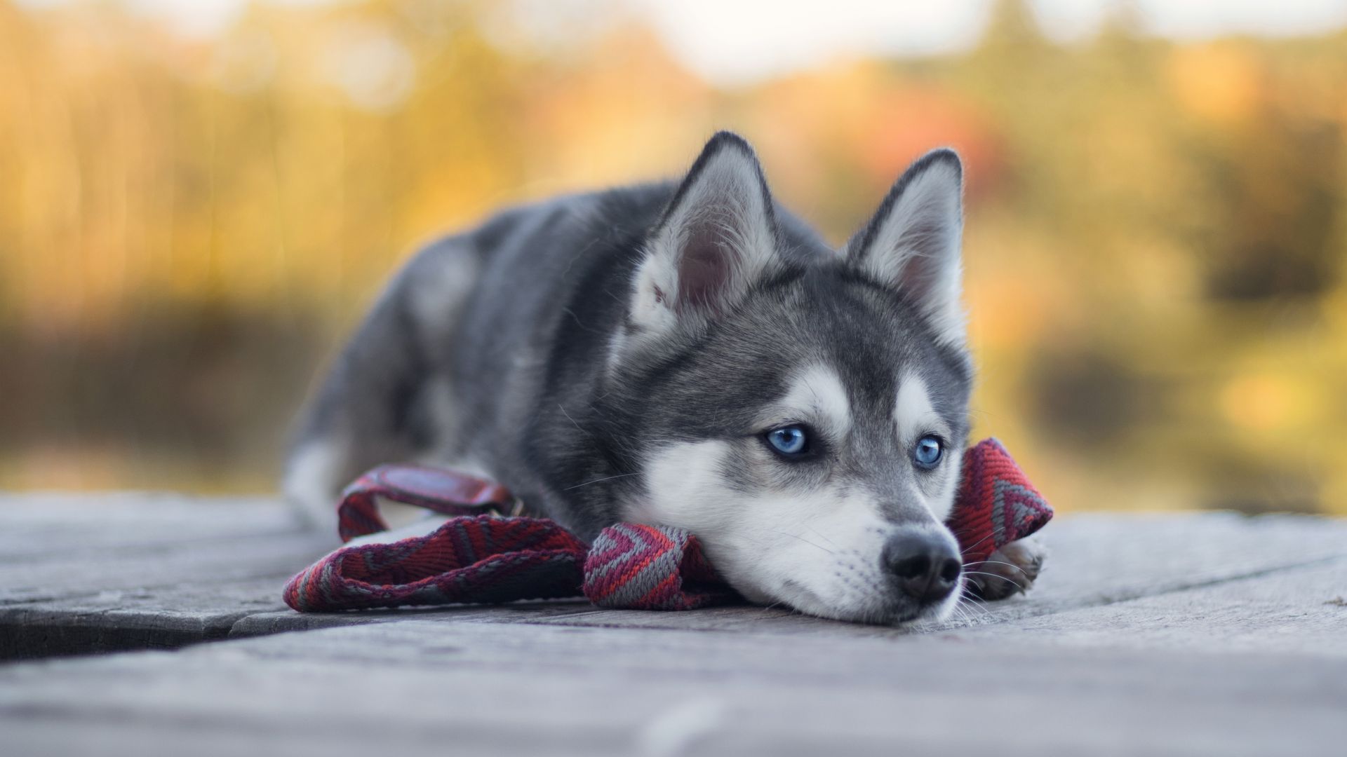 carta da parati simpatici animali domestici,husky siberiano,cane,husky siberiano in miniatura,sakhalin husky