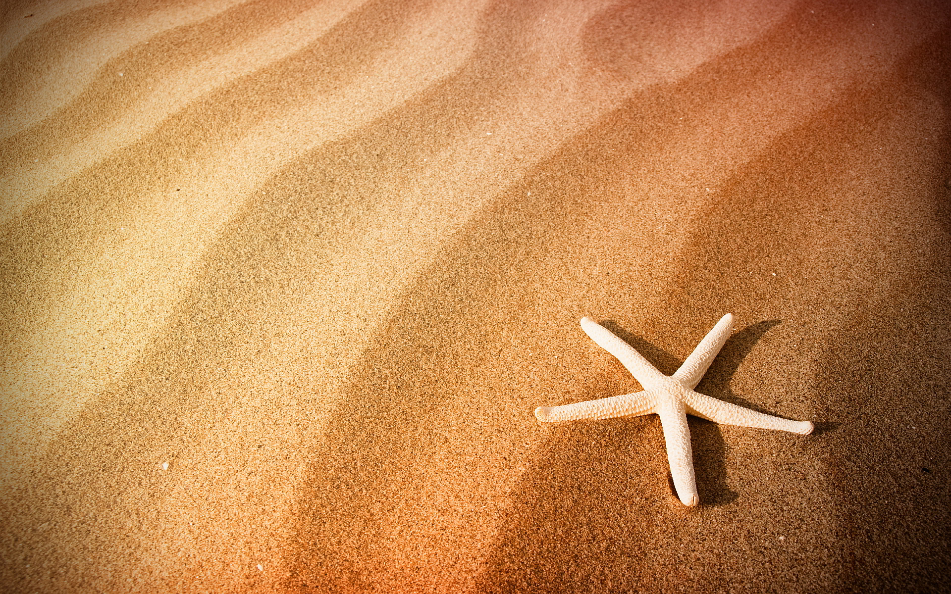 carta da parati sabbia hd,stella marina,sabbia,invertebrati marini,paesaggio,invertebrato